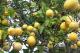 How To Use Meyer Lemons In Recipes